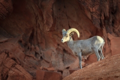 Big-Horn-Sheep-at-Home-in-the-Canyon